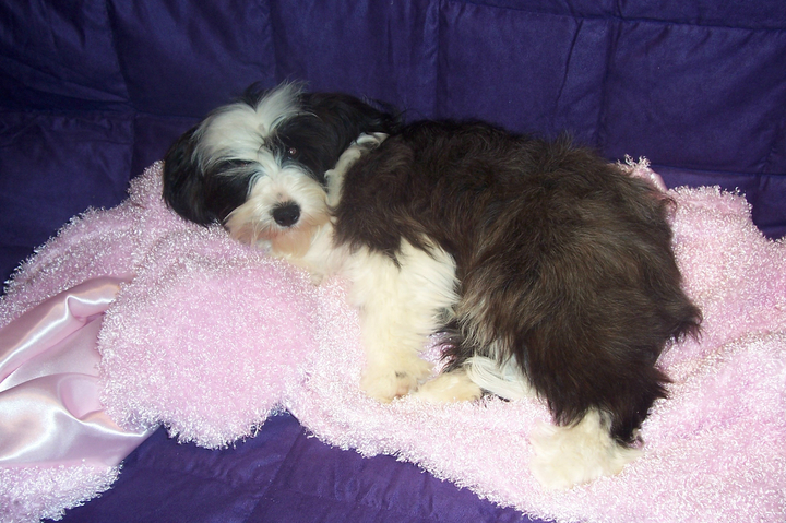Black-and-white Tibetan Terrier puppy lying on a pink blanket