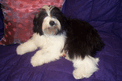 Black-and-white Tibetan Terrier puppy lying on a purple quilt