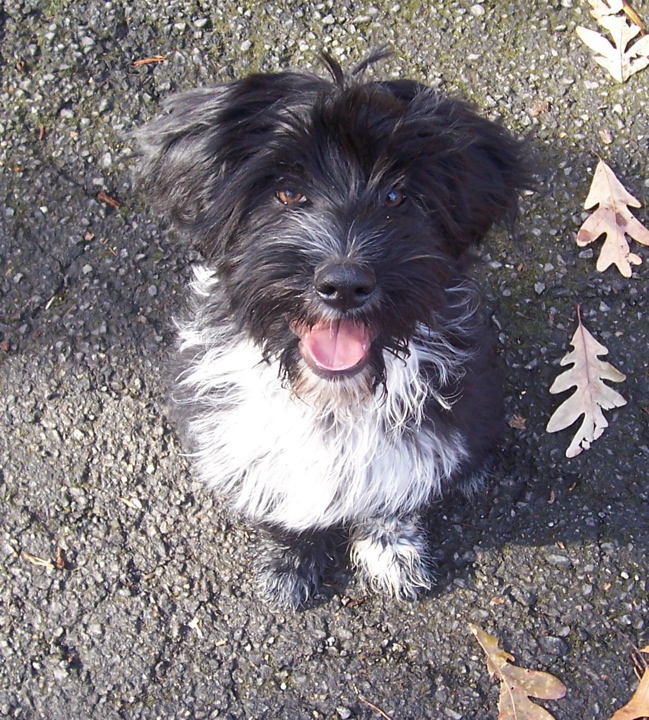 Black-and-white Tibetan Terrier puppy standing on pavement