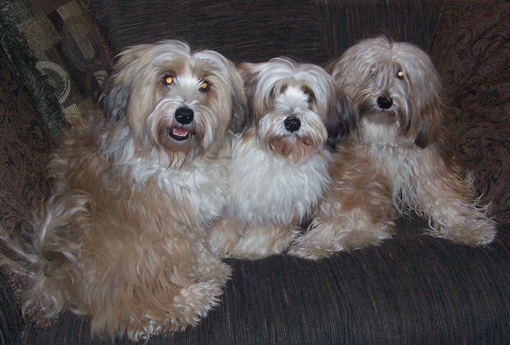 Three tan-and-white Tibetan Terrier puppies on a brown overstuffed chair