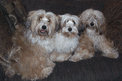 Three tan-and-white Tibetan Terrier puppies in a light-colored cushion
