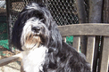 Black-and-white Tibetan Terrier on a wooden gardent bench