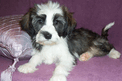 Sable-and-white Tibetan Terrier puppy lying on a lavender couch next to a pillow