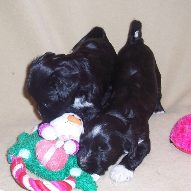 Two black Tibetan Terrier puppies playing with toys on a beige blanket