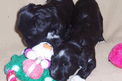 Two black Tibetan Terrier puppies playing with toys on a beige blanket
