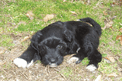 Black Tibetan Terrier puppy lying on grass