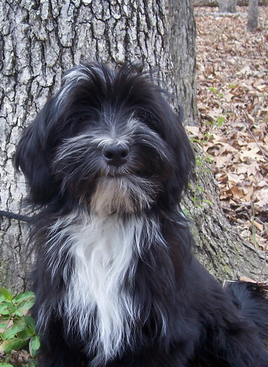 Black-and-white Tibetan Terrier sitting in front of a large tree trunk