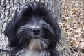 Black-and-white Tibetan Terrier sitting in front of a large tree trunk