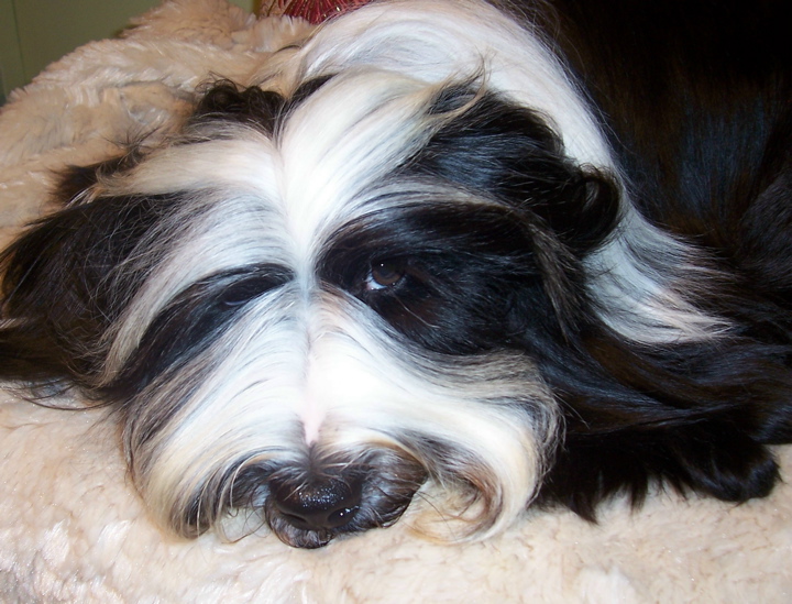 Face of a Tibetan Terrier lying on a plush beige pad