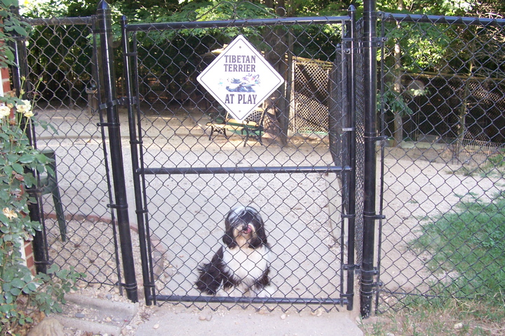 Black-and-white Tibetan Terrier at the gate of the dog playground