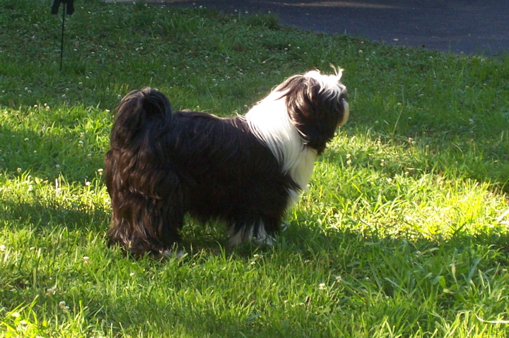 Black-and-white Tibetan Terrier standing in grass