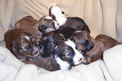 Six small sable Tibetan Terrier puppies nestled together on a white blanket
