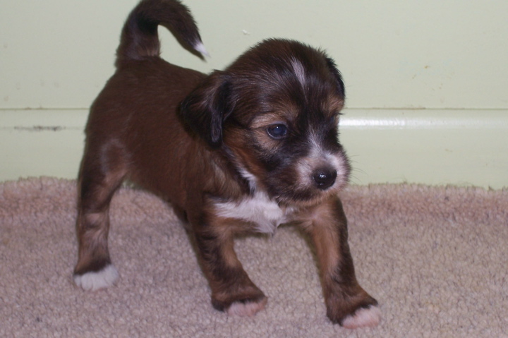 Young sable Tibetan Terrier puppy standing on a taupe carpet