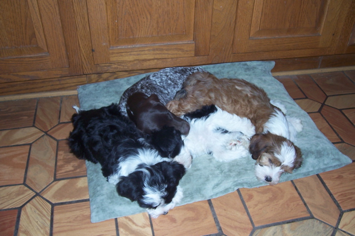 Black-and-white and tan-and-white Tibetan Terrier puppies with another dog lying on a blanket on a parquet floor