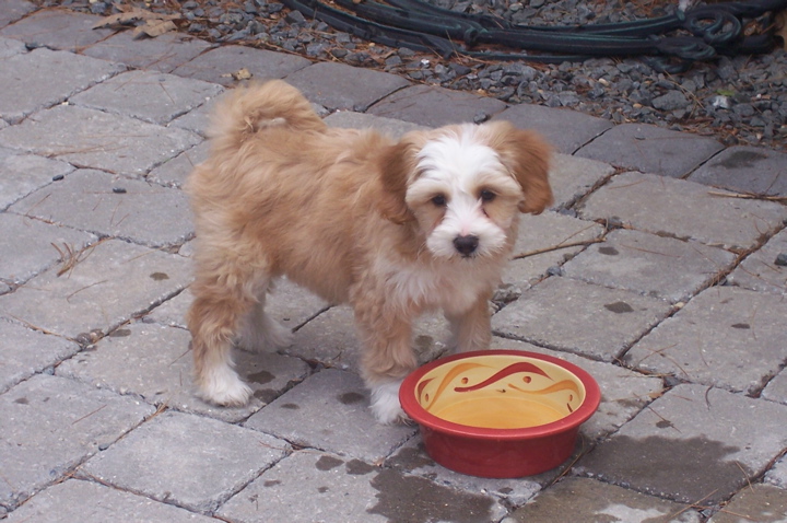 Tan-and-white Tibetan Terrier puppy standing by a red food bowl on a stone patio