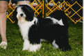 Black-and-white Tibetan Terrier standing on grass in show grounds enclosure