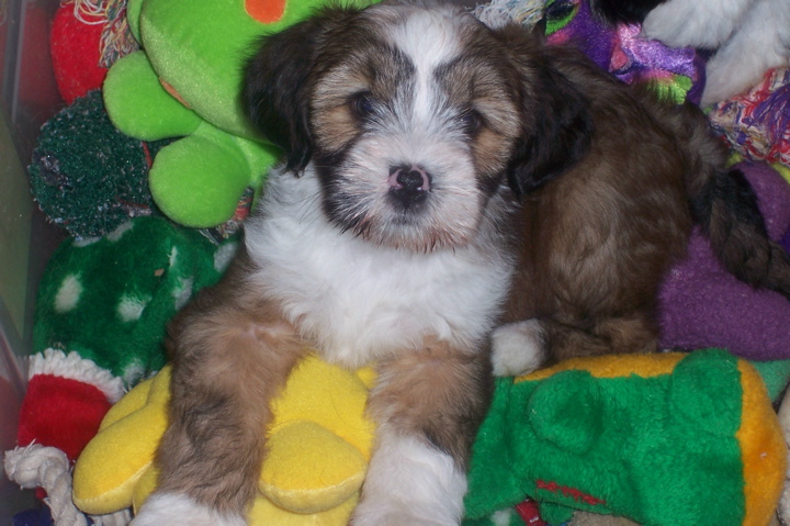 Small sable Tibetan Terrier puppy with toys