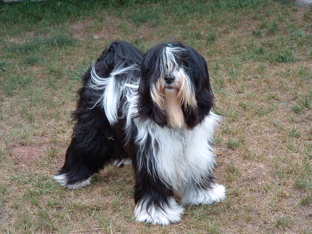 Long-haired black-and-white Tibetan Terrier standing on ground