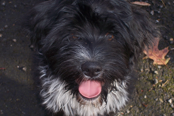 Close-up of the face of a black-and-white Tibetan Terrier