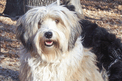 Mostly white Tibetan Terrier sitting on a wooden bench near a tree