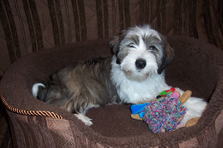Sable Tibetan Terrier puppy in a soft brown basket with toys