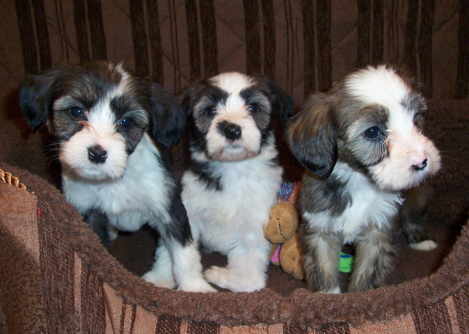 Three small sable Tibetan Terrier puppies in a soft brown basket