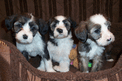 Three small sable Tibetan Terrier puppies in a soft brown basket