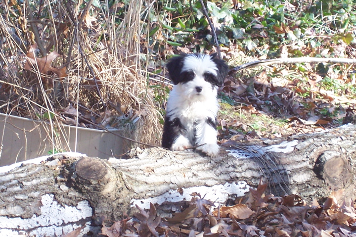Black-and-white Tibetan Terrier puppy with front paws on large log