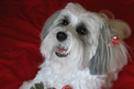 Tan-and-white Tibetan Terrier puppy on red blanket with a rose across her front legs