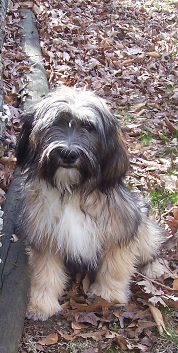 Gray-and-white Tibetan Terrier sitting on leaves near a log