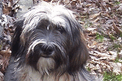 Gray-and-white Tibetan Terrier sitting on leaves near a log