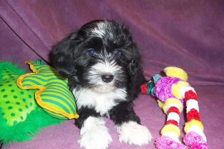 Black-and-white Tibetan Terrier puppy on a lavender blanket with brightly colored soft toys and pillows