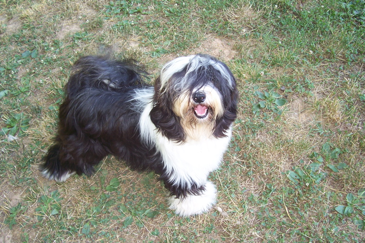 Black-and-white Tibetan Terrier standing on the ground and looking up