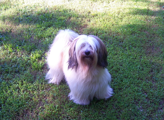 Long-haired, mostly white Tibetan Terrier standing on grass