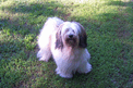 Long-haired, mostly white Tibetan Terrier standing on grass