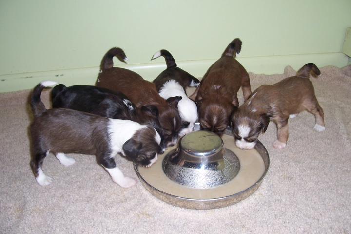 Six sable small Tibetan Terrier puppies around a feeding station