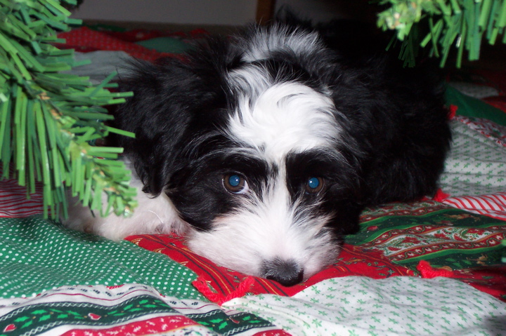 Face of a black-and-white Tibetan Terrier puppy lying on a holiday-colored blanket