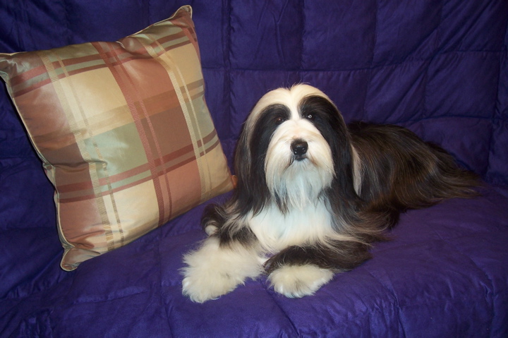 Long-haired black-and-white Tibetan Terrier lying on a purple quilt near a plaid pillow