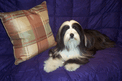 Long-haired black-and-white Tibetan Terrier lying on a purple quilt near a plaid pillow