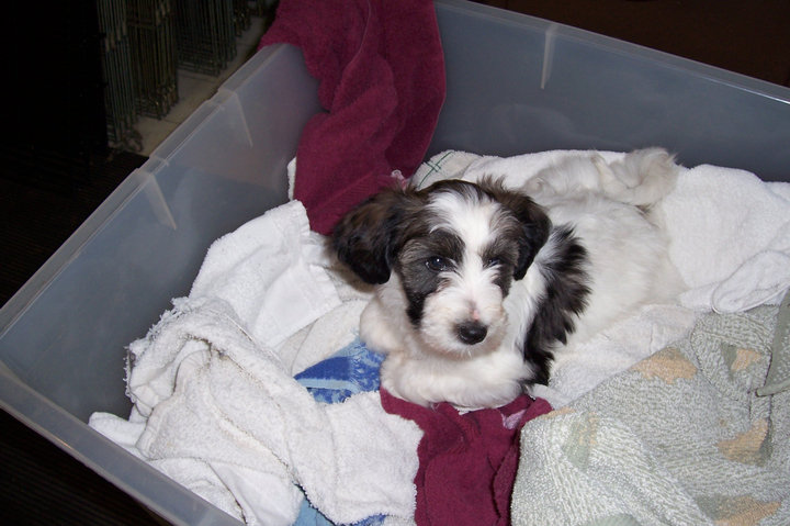 Small sable-and-white Tibetan Terrier puppy lying on towels in a large plastic box