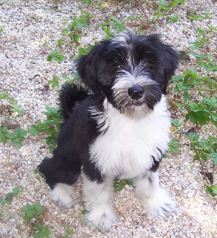 Black-and-white Tibetan Terrier puppy sitting on pea gravel with vines on the ground