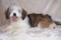 Sable-and-white Tibetan Terrier puppy lying on soft beige blanket