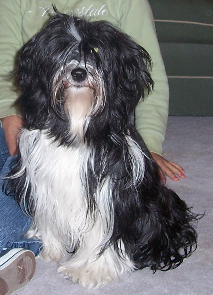 Long-haired black-and-white Tibetan Terrier sitting in front of woman in light green top