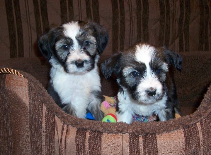 Two sable-and-white Tibetan Terrier puppies sitting in soft brown basket