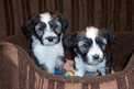 Two sable-and-white Tibetan Terrier puppies sitting in soft brown basket