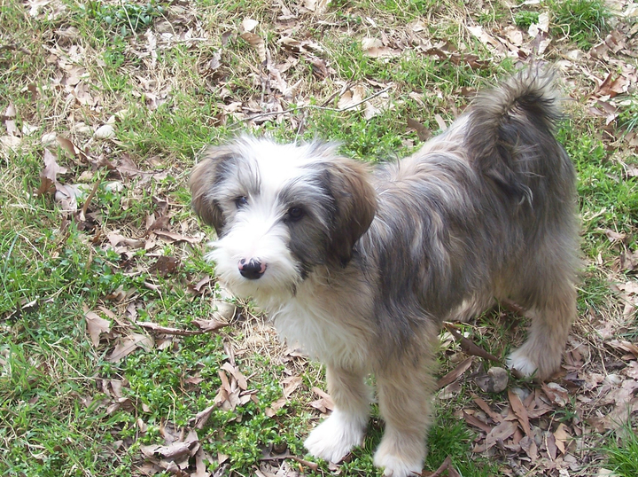 Sable Tibetan Terrier (with lots of white) standing on the ground with leaves and green growth