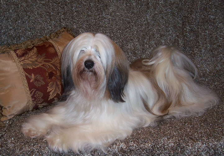 Long-haired sable-and-white Tibetan Terrier lying on a brown coverlet near a decorative pillow