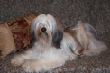 Long-haired sable-and-white Tibetan Terrier lying on a brown coverlet near a decorative pillow