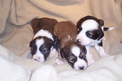 Three small sable-and-white puppies lying together in a soft white blanket