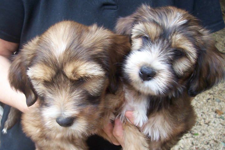 Close-up of the faces of two sable Tibetan Terrier puppies cuddled together